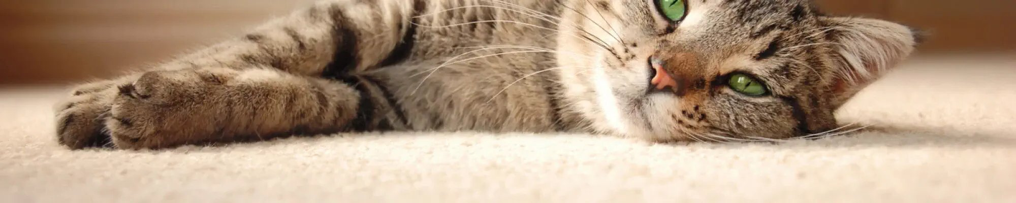 Pet friendly carpet flooring in Pompano, FL